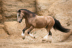 Irish-Tinker-Shire-Horse gelding