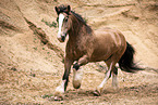 Irish-Tinker-Shire-Horse gelding