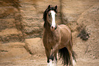 Irish-Tinker-Shire-Horse gelding