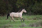 galloping Quarter-Horse-PRE