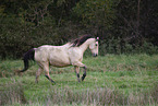 galloping Quarter-Horse-PRE