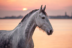 Frisian-Horse-Cross