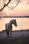 Frisian-Horse-Cross
