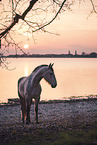 Frisian-Horse-Cross