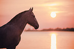 Frisian-Horse-Cross