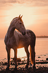 Frisian-Horse-Cross