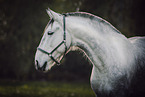 Frisian-Horse-Cross