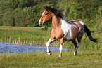 Criollo-Cross Stallion