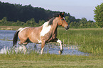 Criollo-Cross Stallion