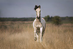 galloping Tinker-Cross