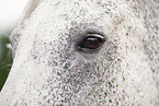 Arabian-Horse-Cross eye