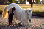 Frisian-Horse-Cross