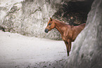 Arabian-cross