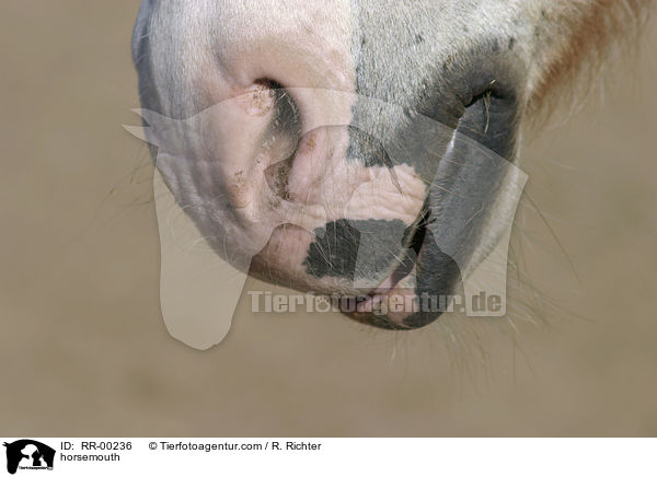 Pferdemaul / horsemouth / RR-00236