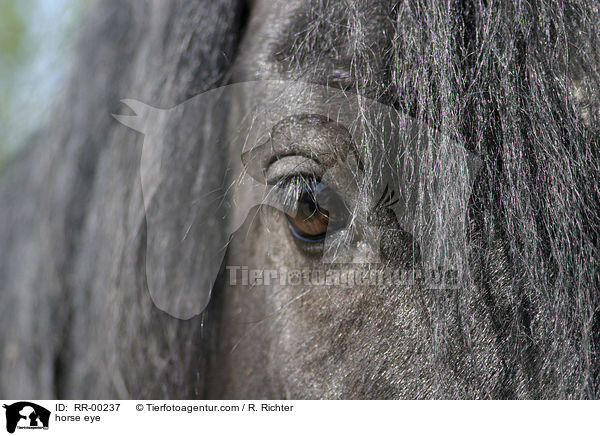 horse eye / RR-00237
