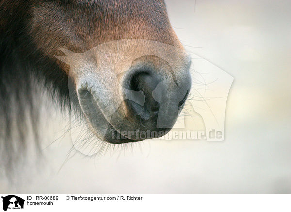 horsemouth / RR-00689