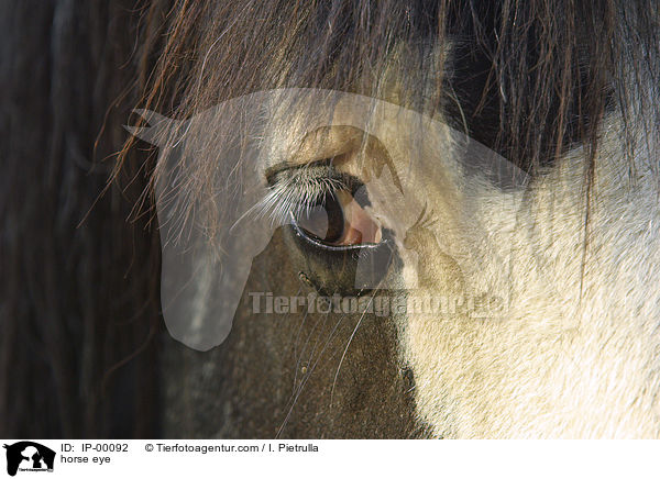Pferdeauge / horse eye / IP-00092