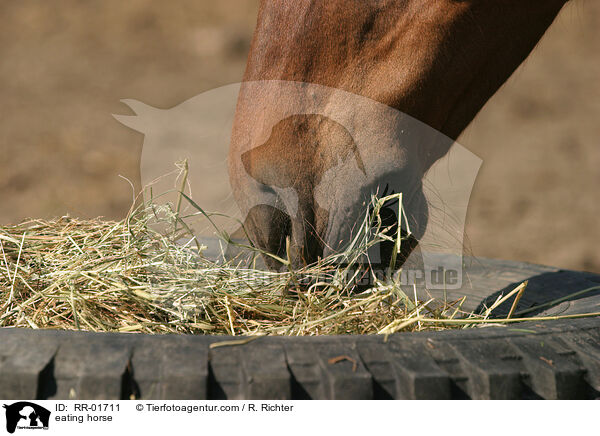 Pferd beim fressen / eating horse / RR-01711