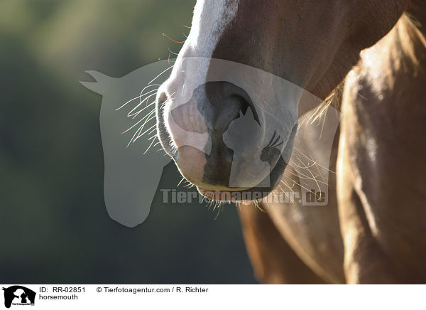 Pferdemaul / horsemouth / RR-02851
