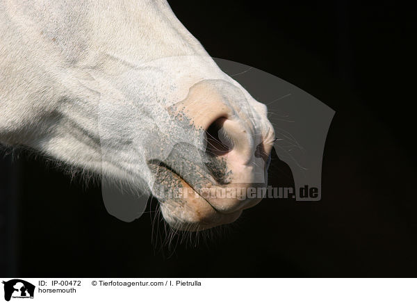 Pferdemaul / horsemouth / IP-00472