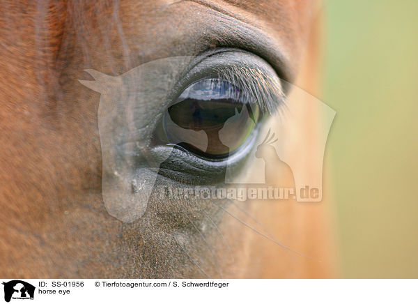 Pferdeauge / horse eye / SS-01956