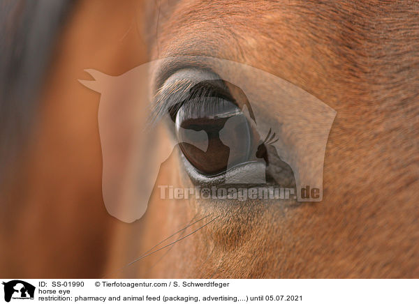 Pferdeauge / horse eye / SS-01990