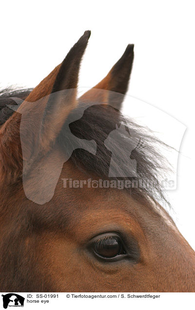 Pferdeauge / horse eye / SS-01991