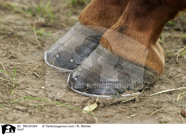 Pferdehufe / hoof / RR-05364