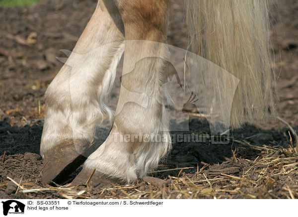 Hinterbeine eines Pferdes / hind legs of horse / SS-03551