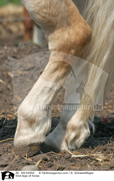Hinterbeine eines Pferdes / hind legs of horse / SS-03552
