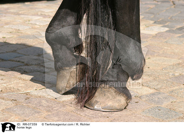 Pferdebeine / horse legs / RR-07359