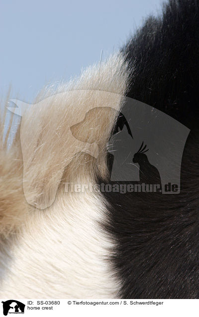 Mhnenkamm / horse crest / SS-03680
