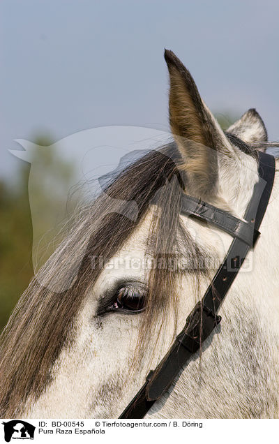Pura Raza Espaola / BD-00545