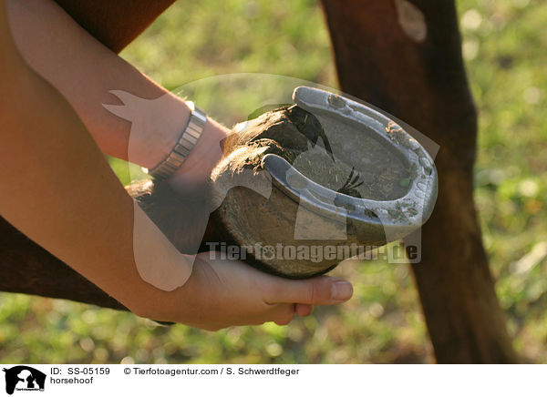 Pferdehuf / horsehoof / SS-05159