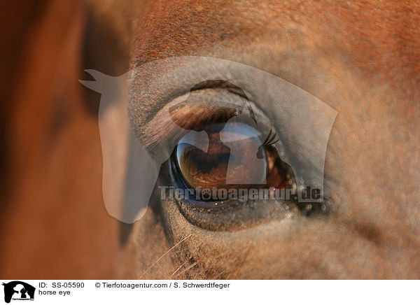 horse eye / SS-05590