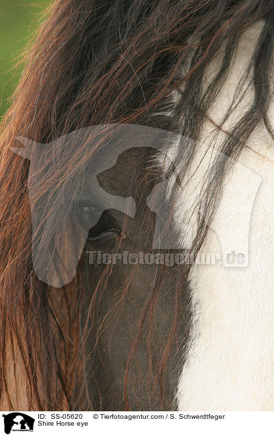 Shire Horse Auge / Shire Horse eye / SS-05620