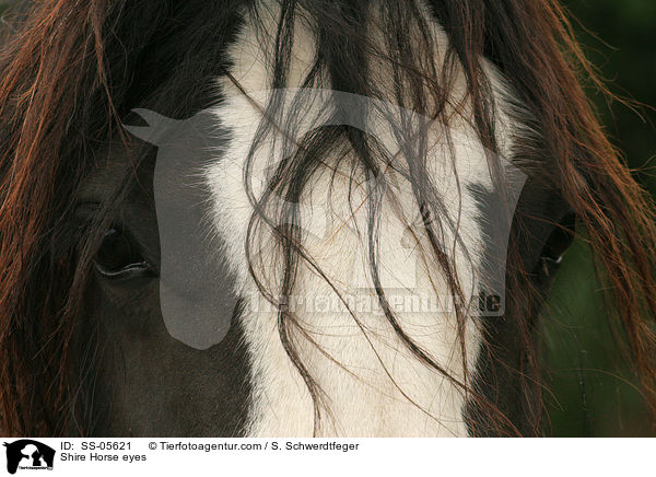 Shire Horse eyes / SS-05621