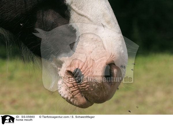 Pferdemaul / horse mouth / SS-05660