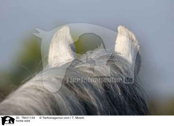 Pferdeohren / horse ears / TM-01134