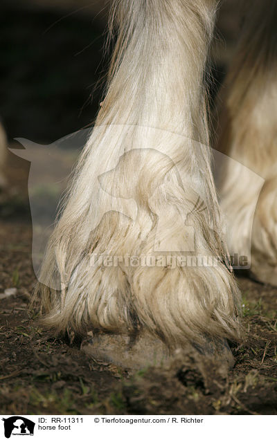 Fesselbehang / horse foot / RR-11311