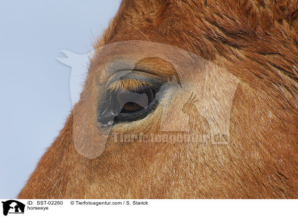 Pferdeauge / horseeye / SST-02260