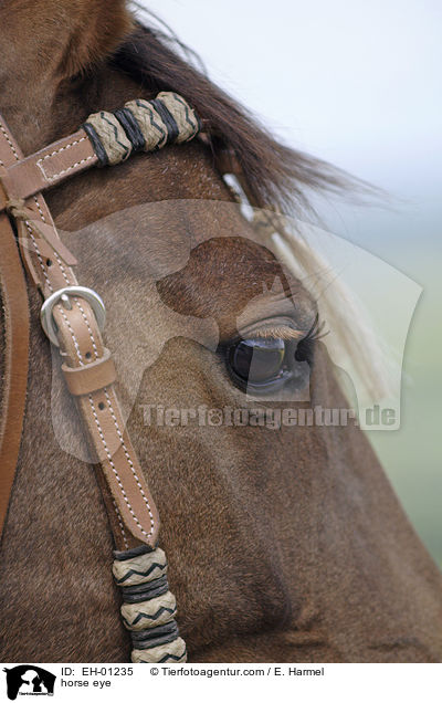 Pferdeauge / horse eye / EH-01235