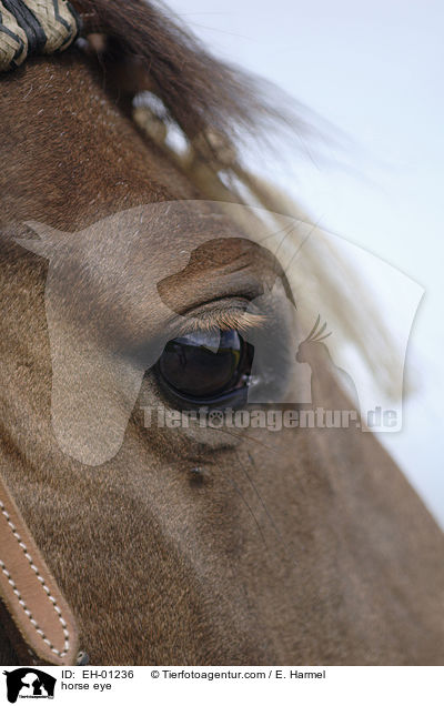horse eye / EH-01236