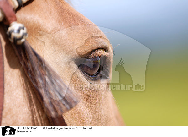 Pferdeauge / horse eye / EH-01241