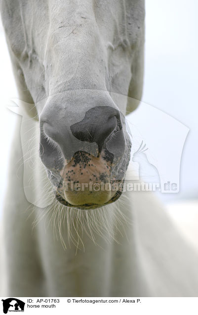 Pferdemaul / horse mouth / AP-01763