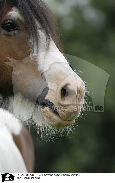 Irish Tinker Portrait / Irish Tinker Portrait / AP-01786