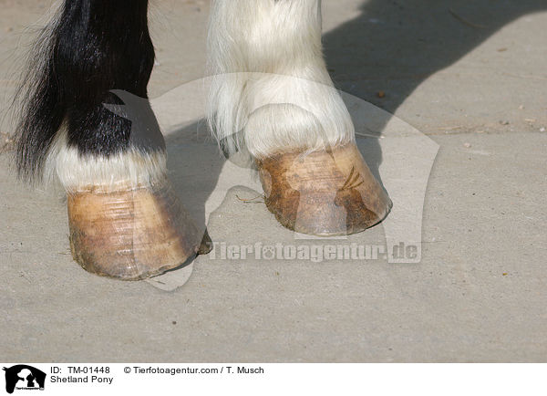 Shetland Pony / TM-01448