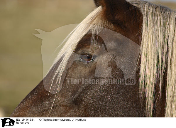 Pferdeauge / horse eye / JH-01581