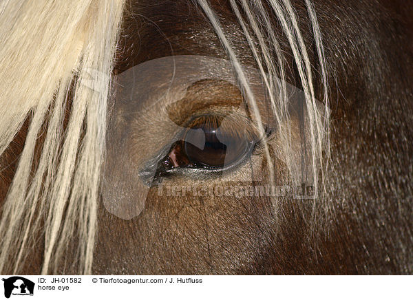 Pferdeauge / horse eye / JH-01582