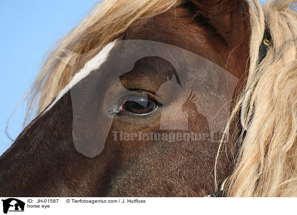 Pferdeauge / horse eye / JH-01587